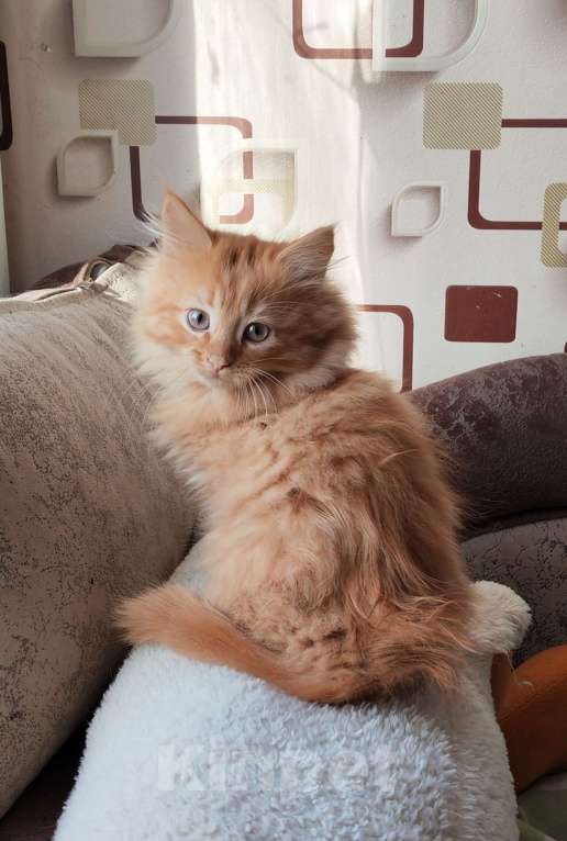 Кошки в Санкт-Петербурге: Сибирская рыжая кошечка Девочка, 50 000 руб. - фото 2