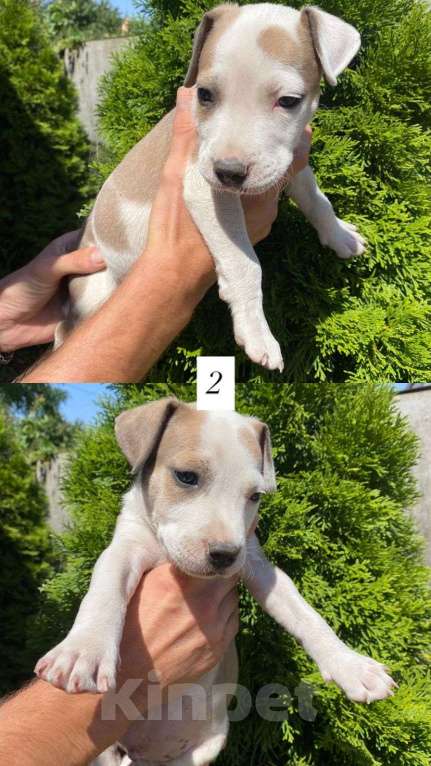 Собаки в других городах Краснодарского края: Щенки Амстаффа Мальчик, 10 000 руб. - фото 3