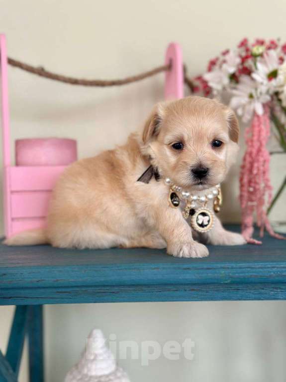 Собаки в Москве: Мальтипу мини f1 Мальчик, 65 000 руб. - фото 6