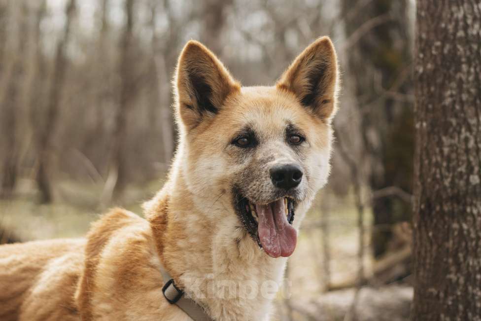 Собаки в Москве: Метис акиты-ину в добрые руки Девочка, Бесплатно - фото 5