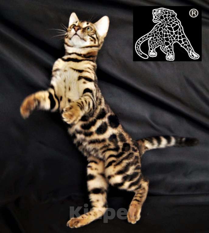Кошки в Петропавловске-Камчатском: Бенгальский котенок. Питомник. Мальчик, Бесплатно - фото 7