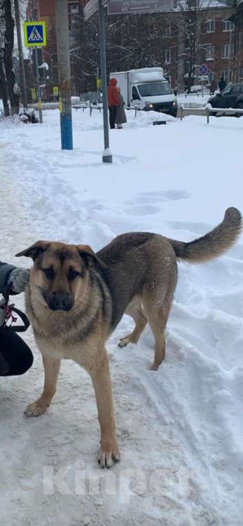 Собаки в других городах Владимирской области: Крупный щенок в добрые руки Мальчик, Бесплатно - фото 5