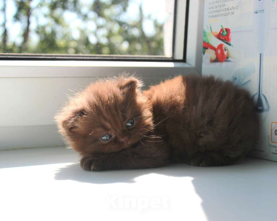Кошки в Санкт-Петербурге: Шоколадный шотландский прямоухий котик  Мальчик, 50 000 руб. - фото 5