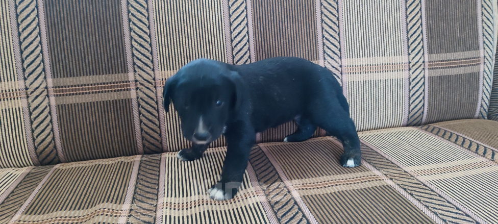 Собаки в других городах Крыма: Отдам в добрые руки Мальчик, Бесплатно - фото 1