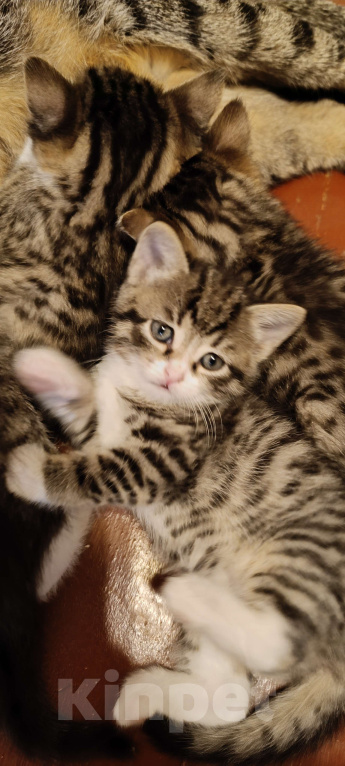 Кошки в Химках: Кот) Мальчик, 1 500 руб. - фото 2