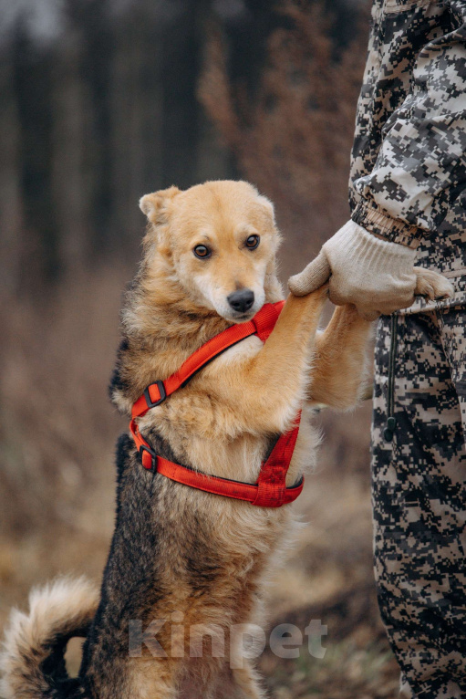 Собаки в Москве: Девчонка-веселушка, позитив и искреннее счастье Девочка, Бесплатно - фото 5