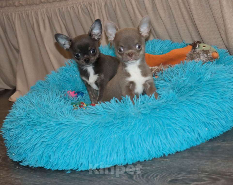 Собаки в Москве: Лиловый и Голубой Чихуахуа Мальчик, 55 000 руб. - фото 3