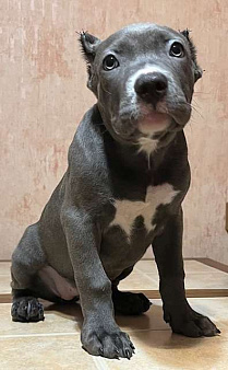 американский булли