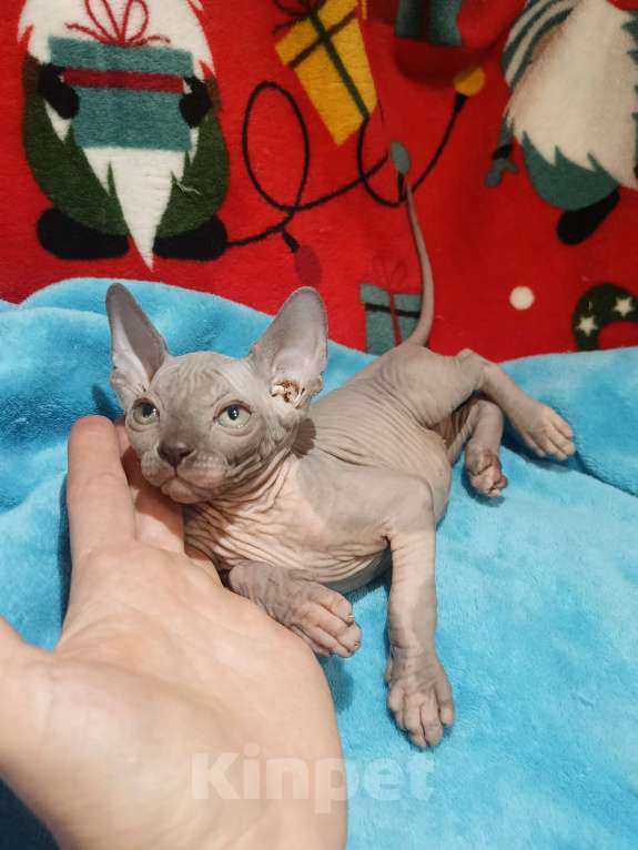 Кошки в Москве: Лиловый  Мальчик, 30 000 руб. - фото 4