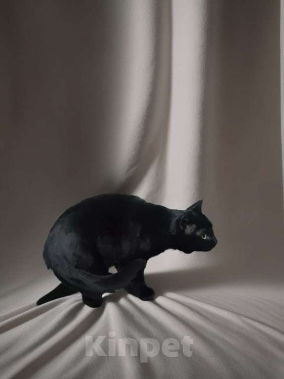 Кошки в Апрелевке: Кошечка Черника (Чернышка) в добрые руки Девочка, Бесплатно - фото 1