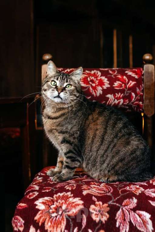 Кошки в Москве: Ручная ласковая кошка Музыка с кисточками на ушах в добрые руки Девочка, 1 руб. - фото 6