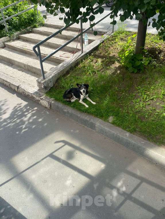 Собаки в Новосибирске: Черная собачка среднего размера Девочка, Бесплатно - фото 3