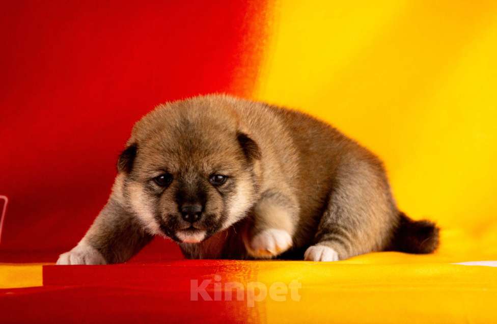 Собаки в других городах Ленинградской области: Великолепные щенки породы Сиба-ину Мальчик, 70 000 руб. - фото 1