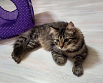 Кошки в Санкт-Петербурге: Молодая кошечка зеленоглазка Девочка, Бесплатно - фото 4