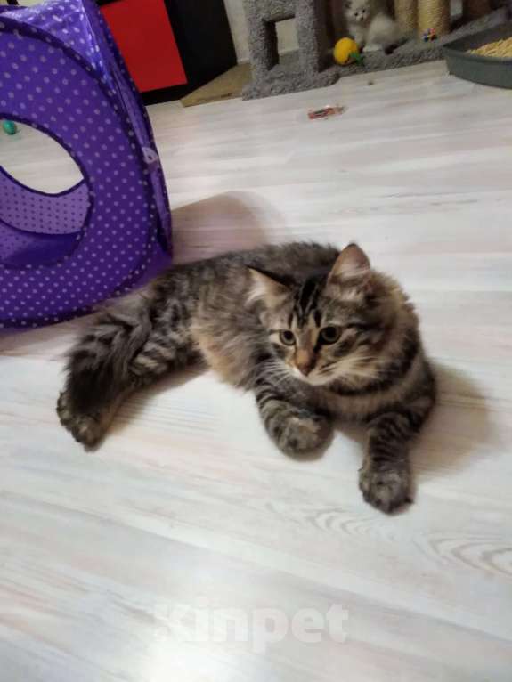 Кошки в Санкт-Петербурге: Молодая кошечка зеленоглазка Девочка, Бесплатно - фото 4