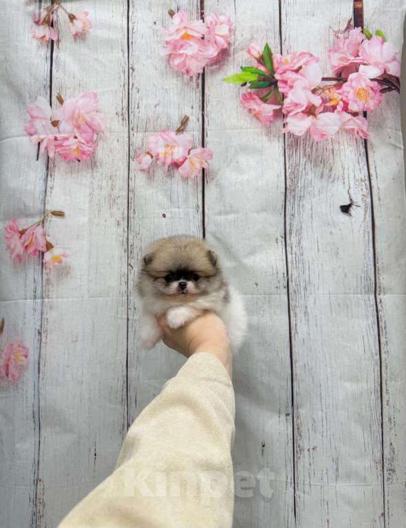 Собаки в Москве: Милая малышка Девочка, 30 000 руб. - фото 1