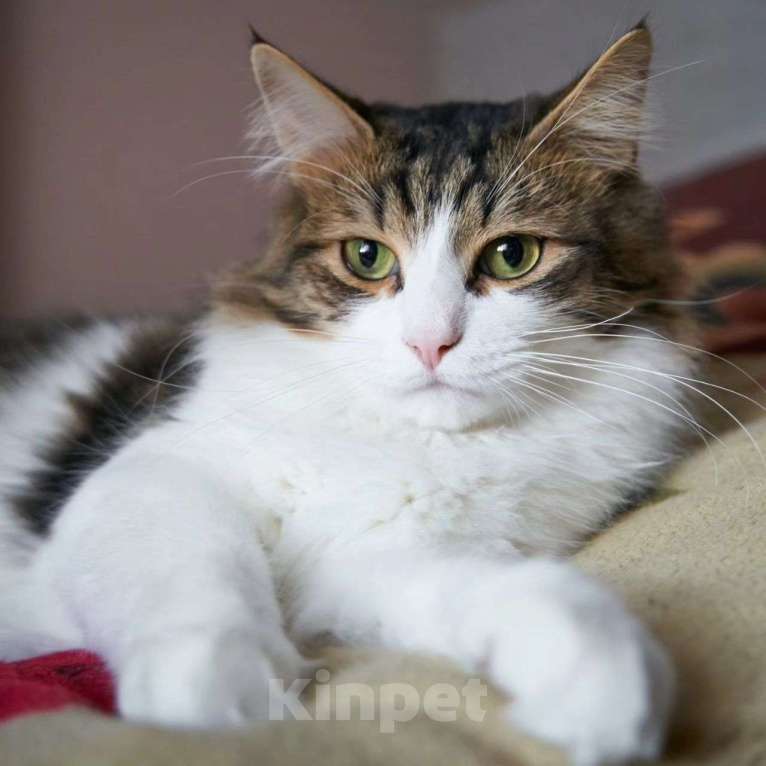 Кошки в Москве: От Вассилька отказались Мальчик, Бесплатно - фото 4