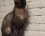 Кошки в Вологде: Сфинкс.Вязка. Кот, 5 лет, 3 000 руб. - фото 1