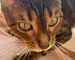 Кошки в Ардоне: Бенгальская кошка, 13 000 руб. - фото 2