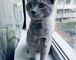 Кошки в Малмыже: Котёнок, 2 500 руб. - фото 2