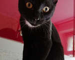 Кошки в Москве: Маленький черный пантеренок в добрые руки Мальчик, Бесплатно - фото 1