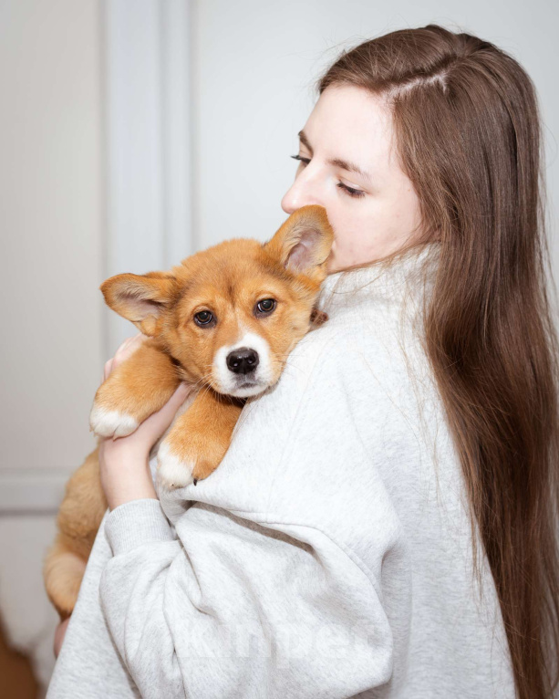 Собаки в Москве: Девочка, 2.5 - 3 месяца ищет дом Девочка, Бесплатно - фото 3