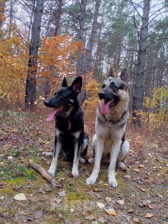 Собаки в Зее: Щенки восточноевропейской овчарки, овчарки, ВЕО Мальчик, Бесплатно - фото 8