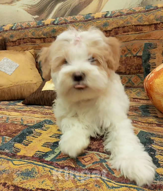 Собаки в Ногинске: Тибетский терьер(щенок 3 месяца)- это домашний тибетский талисман счастья Девочка, 50 000 руб. - фото 1