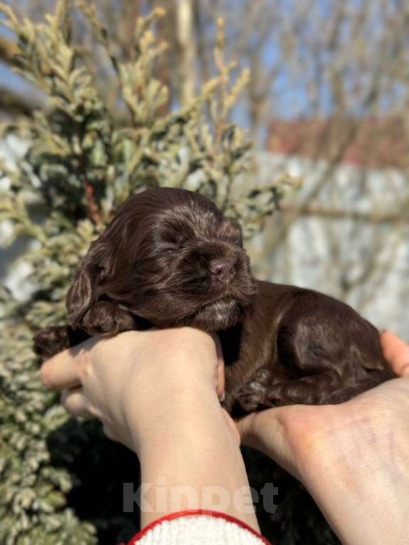 Собаки в Пскове: Американский Кокер Спаниель Девочка, 60 000 руб. - фото 2