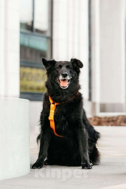 Собаки в Москве: Знакомьтесь, ее зовут Шанти! Девочка, Бесплатно - фото 10