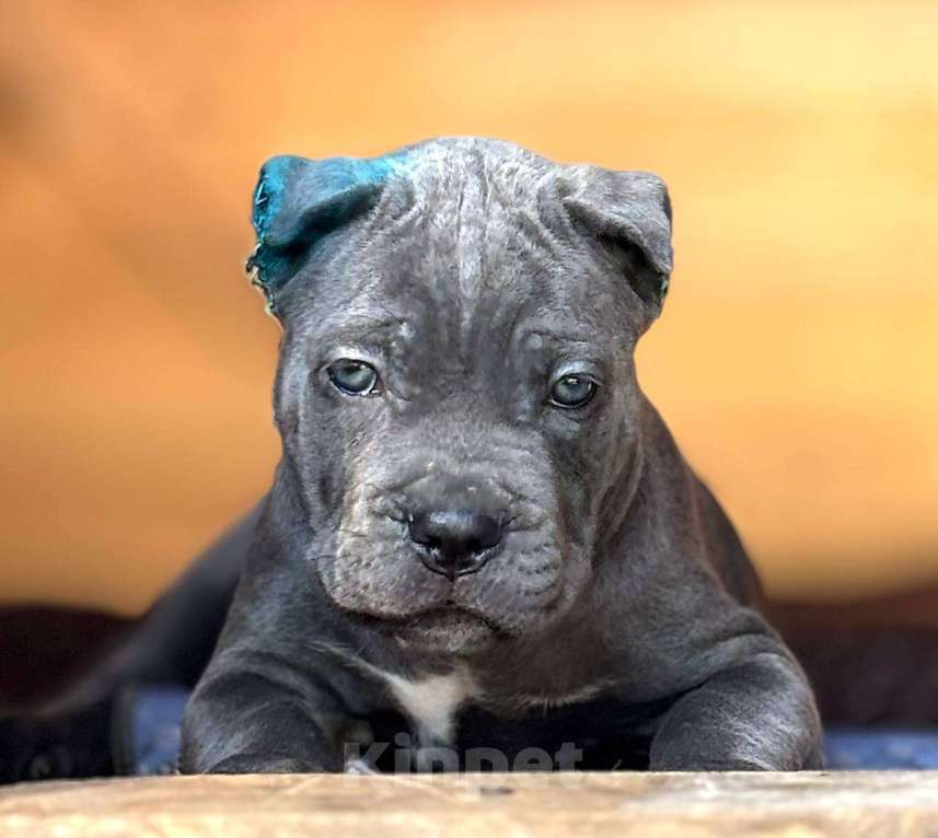 Собаки в других городах Московской области: В питомнике Ретро Роше открыт к продаже помет дата рождения 01.08.2025 Девочка, 150 000 руб. - фото 4
