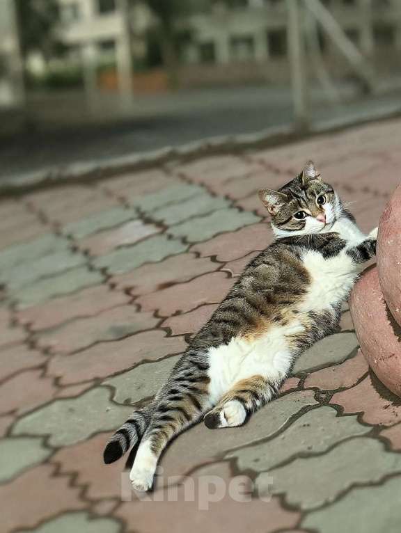 Кошки в Санкт-Петербурге: Капочка( стильная и очень умная красотка) Девочка, Бесплатно - фото 5