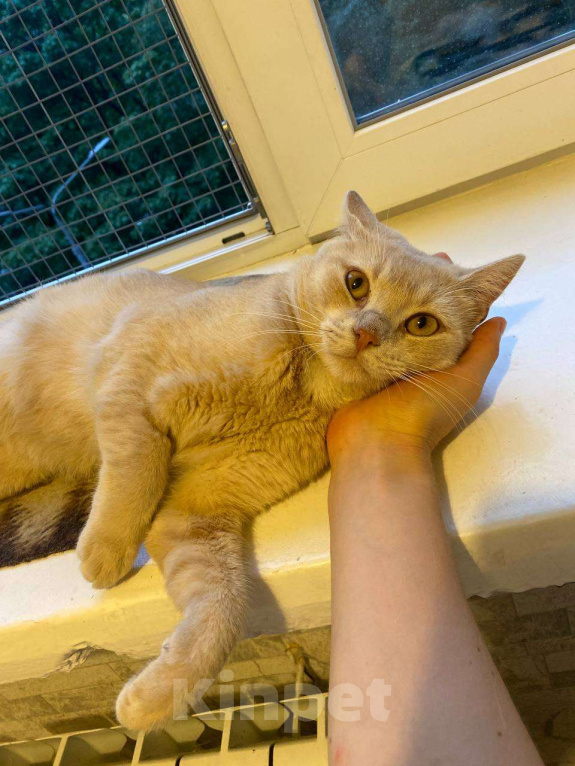 Кошки в Москве: Рыжий кот Персик ищет дом! Мальчик, Бесплатно - фото 6