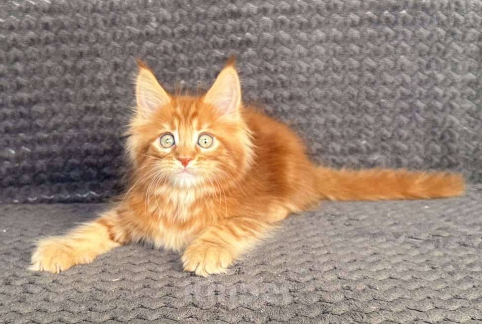 Кошки в Санкт-Петербурге: Uran Paw Winner Мальчик, 80 000 руб. - фото 2