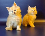 Кошки в Уфе: Котёнок Мейн-кун  Мальчик, 50 000 руб. - фото 9