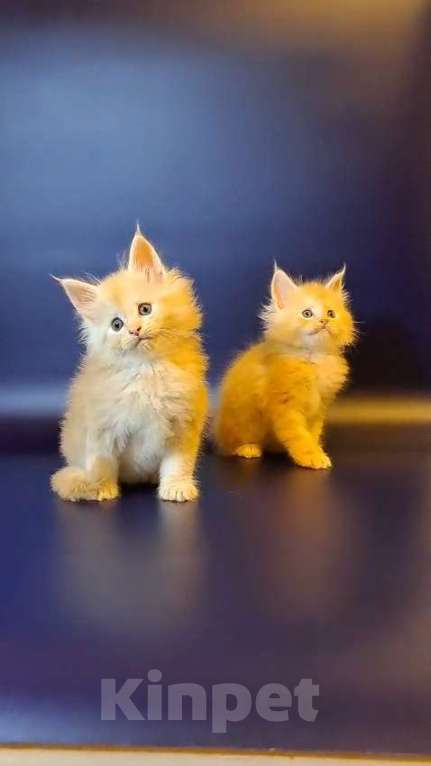 Кошки в Уфе: Котёнок Мейн-кун  Мальчик, 50 000 руб. - фото 9
