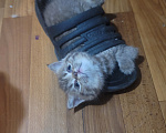 Кошки в Пятигорске: Шотландские вислоухие золотые котята Девочка, Бесплатно - фото 2