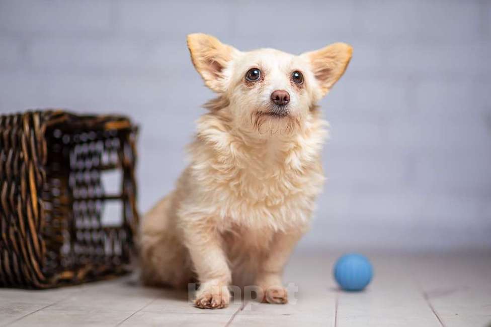 Собаки в Москве: Крошечная собачка Бэмби в добрые руки Девочка, 1 руб. - фото 2