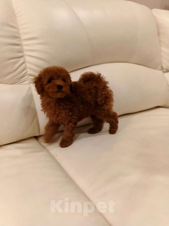 Собаки в Москве: Парень той-пудель РКФ. Мальчик, 100 000 руб. - фото 3