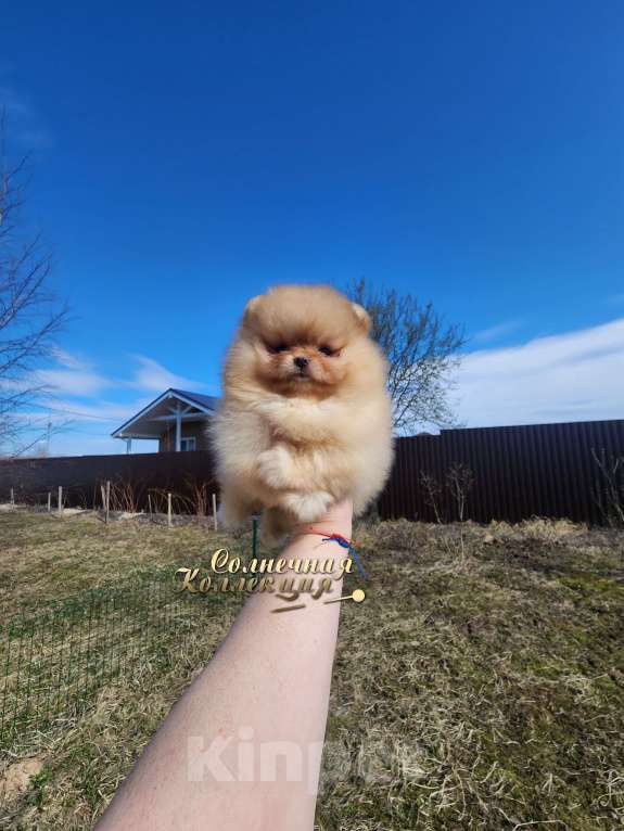 Собаки в Москве: 100% померанский шпиц типажная девочка Девочка, Бесплатно - фото 1