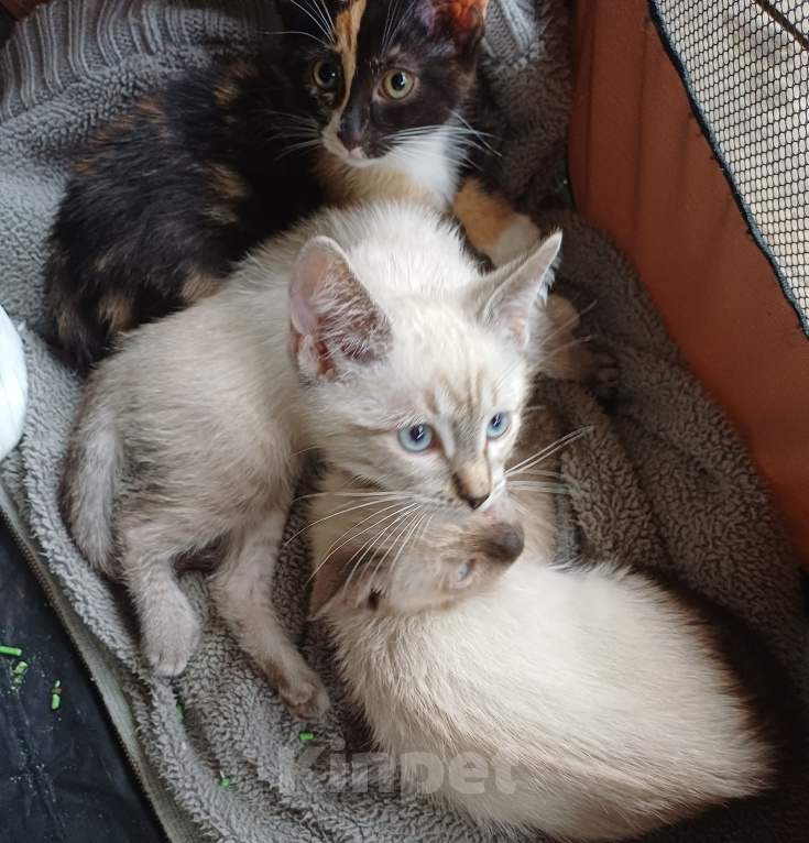 Кошки в Москве: Алиса ищет дом! Девочка, Бесплатно - фото 4