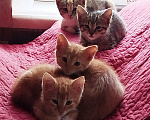 Кошки в Мурином: Котята в добрые руки Девочка, Бесплатно - фото 1