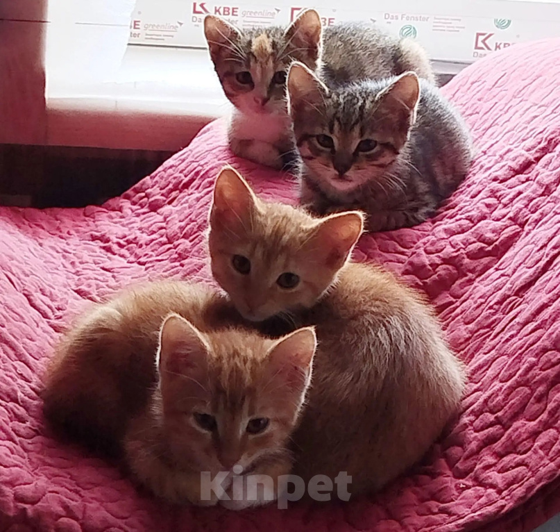 Кошки в Мурином: Котята в добрые руки Девочка, Бесплатно - фото 1