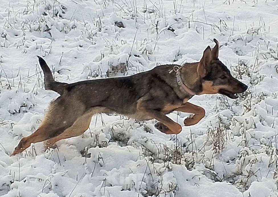 Собаки в Симферополе: Подрощенный щенок фенотип чешский влчак Девочка, Бесплатно - фото 2