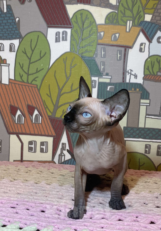 Кошки в Москве: Невероятная девочка канадочка Девочка, 45 000 руб. - фото 1