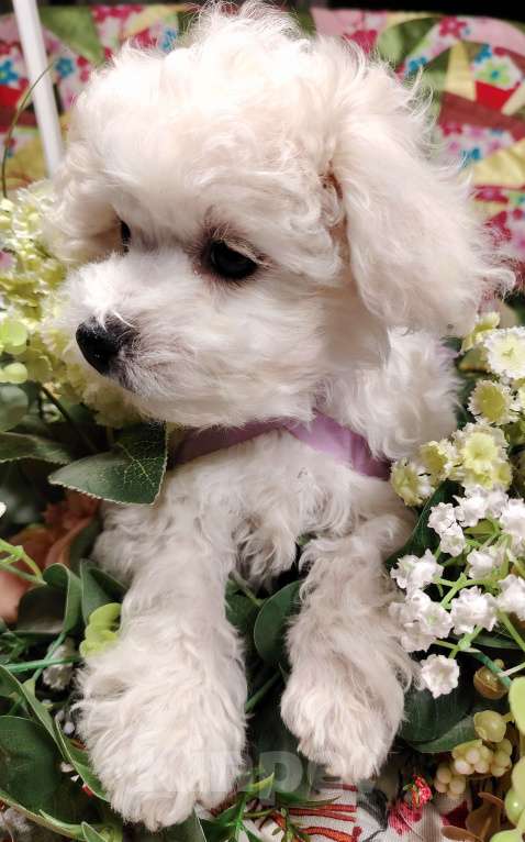Собаки в Сыктывкаре: Девочка Бишон Фризе  Девочка, 35 000 руб. - фото 3