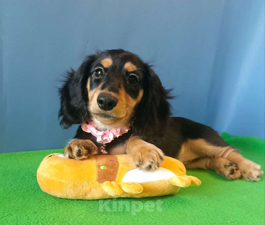 Собаки в Санкт-Петербурге: щенок мини таксы длш девочка Девочка, Бесплатно - фото 2