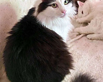 Кошки в Москве: Нежный пушистый красавец Рычардо Мальчик, Бесплатно - фото 8