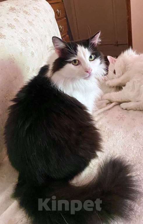 Кошки в Москве: Нежный пушистый красавец Рычардо Мальчик, Бесплатно - фото 8