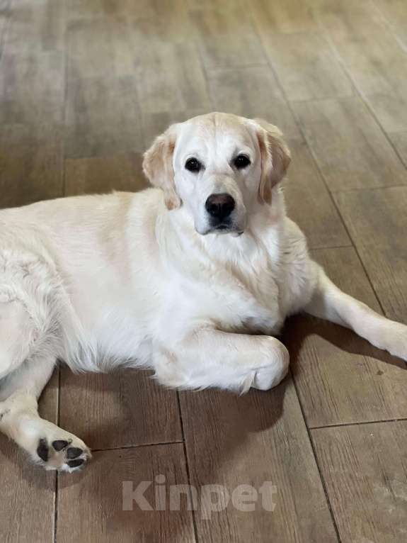 Собаки в других городах Челябинской области: Щенок золотистый ретривер Мальчик, 80 000 руб. - фото 8